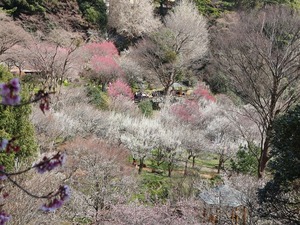 令和5年度　熱海梅園の様子その3