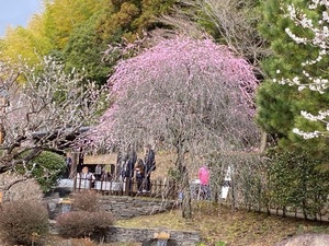 令和5年度　熱海梅園の様子その4