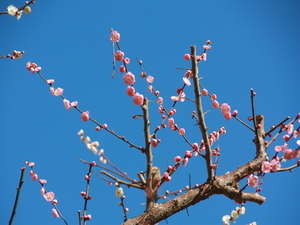 令和8年2月19日梅園梅の様子その3