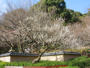 令和8年2月24日の梅園の白加賀の様子