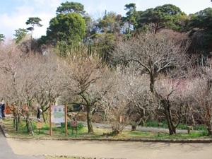 令和8年2月24日の梅園中央広場付近の様子