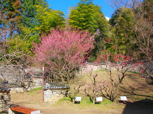 熱海梅園　梅の開花の様子その1