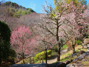 熱海梅園　梅の開花の様子その2