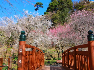 熱海梅園　梅の開花の様子その3