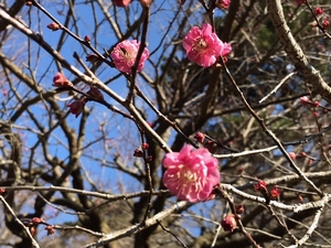 令和5年度　梅園の梅開花写真その1