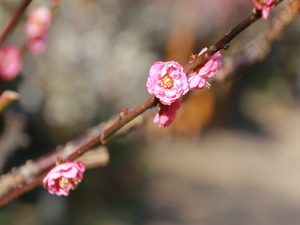 令和8年1月30日正面入り口付近の八重寒紅の様子