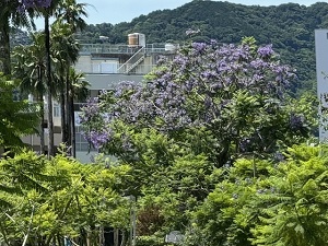 令和6年6月19日お宮緑地の様子その2