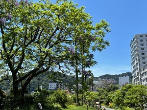 令和6年6月19日お宮緑地の様子その3