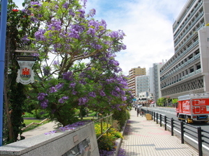 令和8年6月8日お宮緑地のジャカランダその1