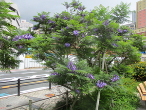 令和4年6月9日　ジャカランダ撮影