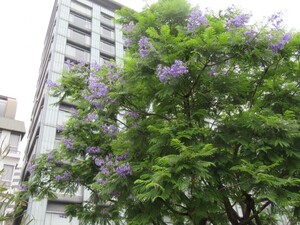 お宮緑地 ジャカランダ遊歩道 ジャカランダ 熱海市公式ウェブサイト