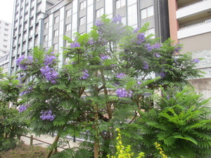 令和4年6月14日　ジャカランダ開花状況