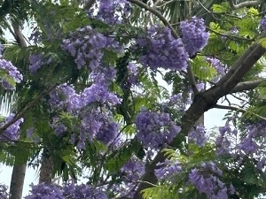 令和6年6月17日お宮緑地の様子その2