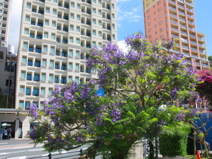 令和8年5月29日お宮緑地ジャカランダの様子1
