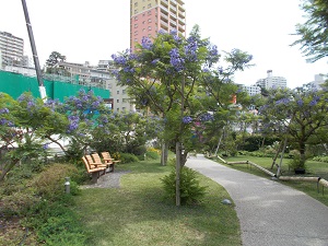 6月5日　お宮緑地　ジャカランダの2