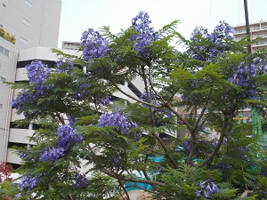 6月5日　お宮緑地　ジャカランダの3