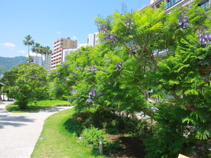 令和8年5月25日お宮緑地ジャカランダの様子その1
