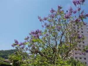 令和8年5月25日お宮緑地ジャカランダの様子その2