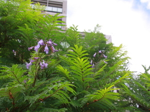 令和8年6月18日お宮緑地のジャカランダの様子その2