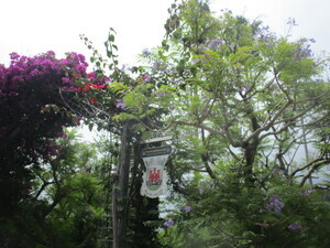 令和8年6月15日お宮緑地のジャカランダ