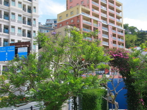 令和8年5月20日お宮緑地のジャカランダその1