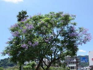 令和5年6月16日撮影