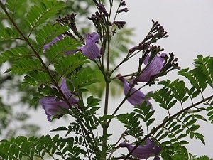 ジャカランダ開花しましたその3