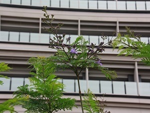 ジャカランダ開花しましたその2