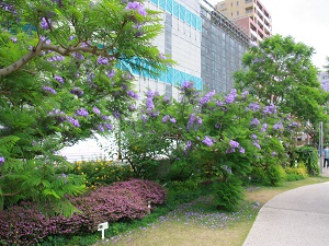 令和7年6月12日現在のお宮緑地の様子その2