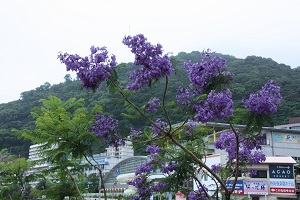 令和5年　6月12日　撮影