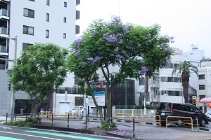 令和5年　6月12日　撮影