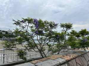 令和7年5月26日現在の親水公園ジャカランダの様子その2
