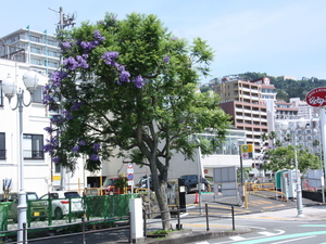 令和5年6月8日　ジャカランダ　親水公園2