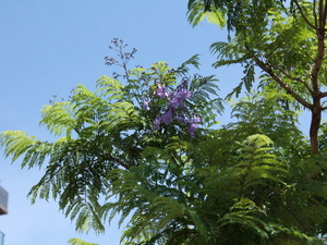 令和5年6月8日　ジャカランダ　親水公園3