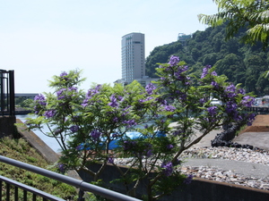 令和5年6月8日　ジャカランダ　親水公園1