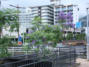 令和5年6月15日　親水公園前歩道　ジャカランダの1