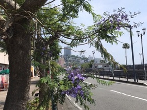 渚親水公園前歩道　ジャカランダの1