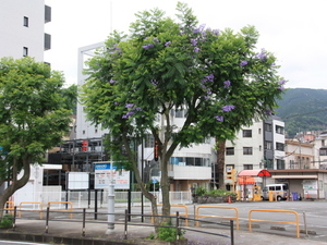 令和5年6月22日撮影