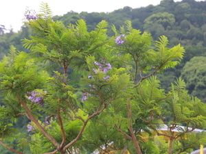 令和8年6月5日親水公園前歩道のジャカランダの様子