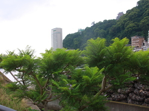 令和8年6月23日親水公園前歩道のジャカランダその1
