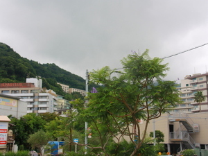 令和8年6月23日親水公園前歩道のジャカランダその2
