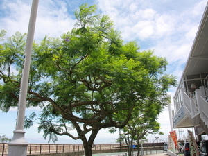 令和8年6月8日親水公園前歩道その2