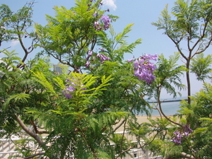 令和8年6月12日親水公園歩道前のジャカランダの様子