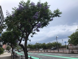 渚親水公園前歩道　ジャカランダ