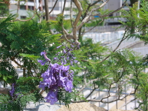 令和8年5月20日親水公園前歩道ジャカランダの様子