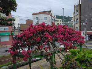 5月31日　花広場の1