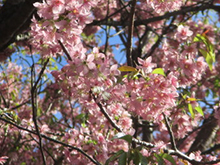 写真：ヒマラヤ桜