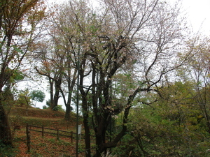 令和7年11月25日熱海高校下のヒマラヤザクラその1
