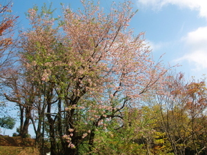 令和7年12月2日のヒマラヤザクの様子その2