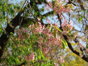 令和7年12月2日のヒマラヤザクラの様子